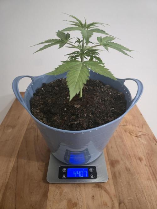 Titan F1 RQS- AliExpress-TEMU Growing. Week 4 - Fully dry weight, no water 1 week. 