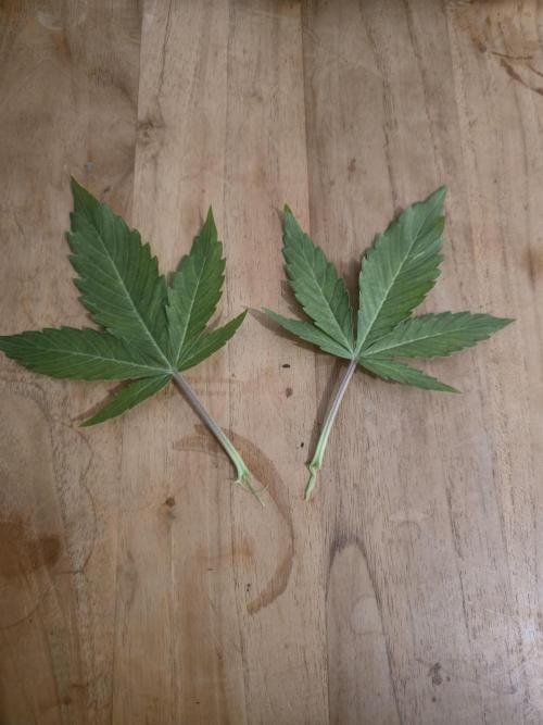 Titan F1 RQS- AliExpress-TEMU Growing. Week 4 - This is the second little defoliation of this week. I hope im not fucking it up.