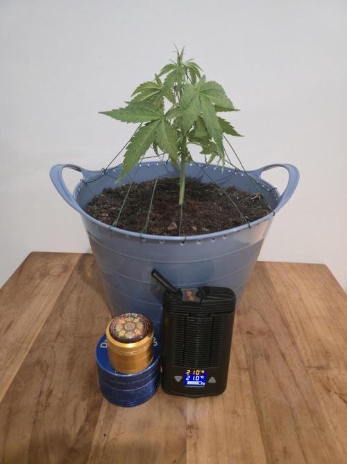 Titan F1 RQS- AliExpress-TEMU Growing. Week 4 - LST applied and some Mighty smoking sessions for fun and patience boosting.