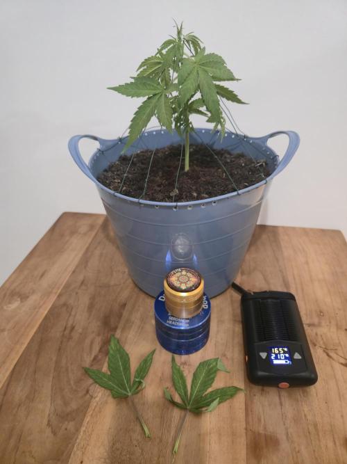 Titan F1 RQS- AliExpress-TEMU Growing. Week 4 - For fun. 