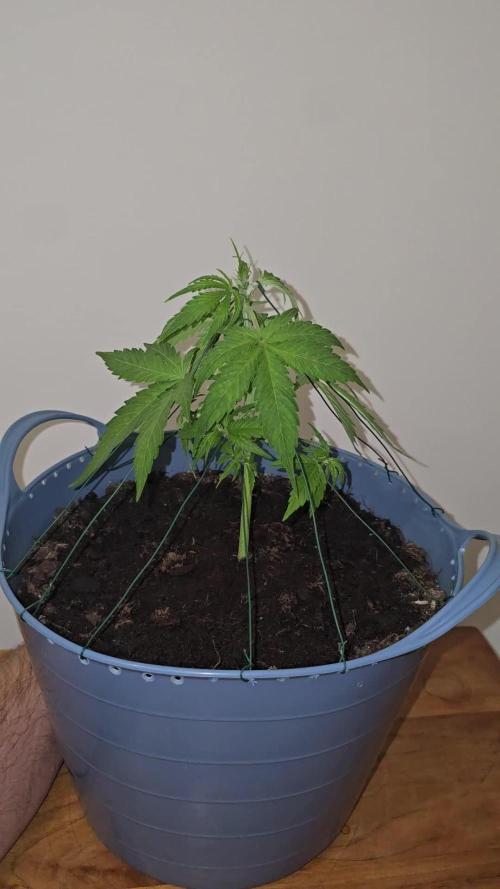 Titan F1 RQS- AliExpress-TEMU Growing