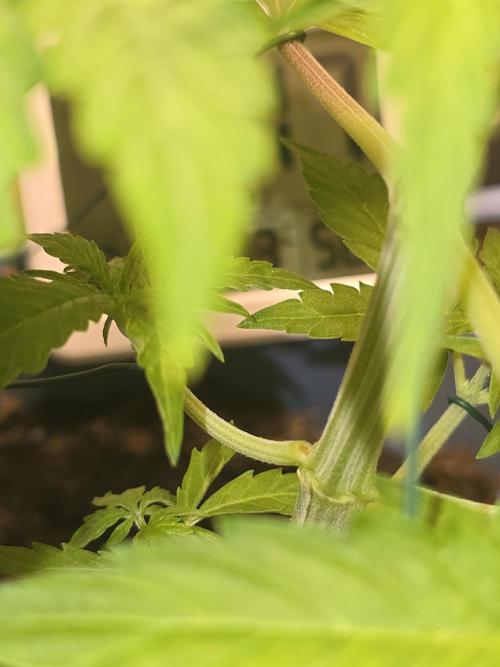 Titan F1 RQS- AliExpress-TEMU Growing. Week 5