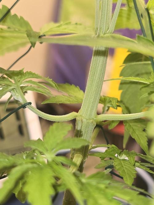 Titan F1 RQS- AliExpress-TEMU Growing. Week 5