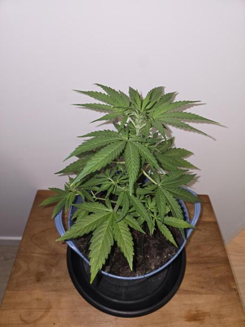 Titan F1 RQS- AliExpress-TEMU Growing. Week 5