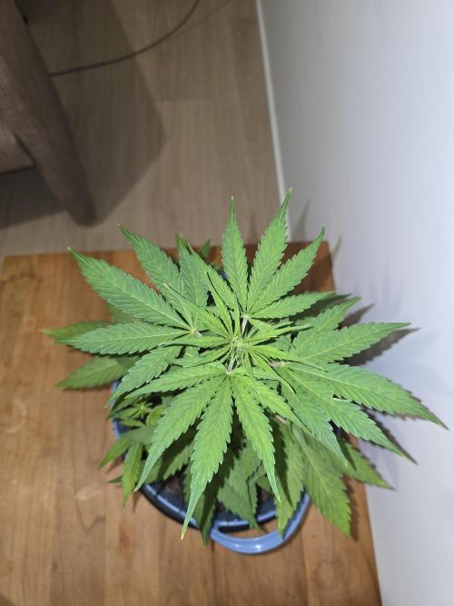 Titan F1 RQS- AliExpress-TEMU Growing. Week 5