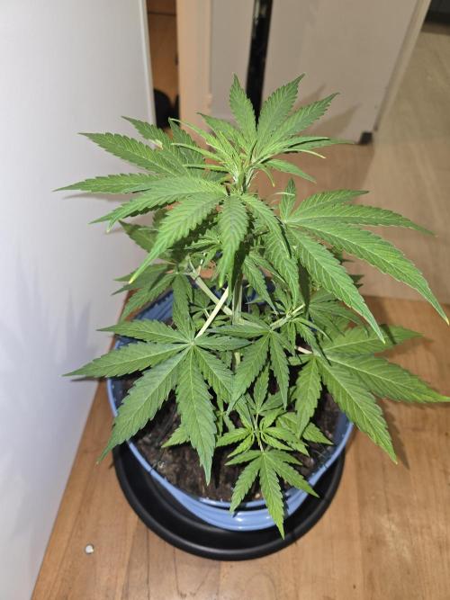 Titan F1 RQS- AliExpress-TEMU Growing. Week 5