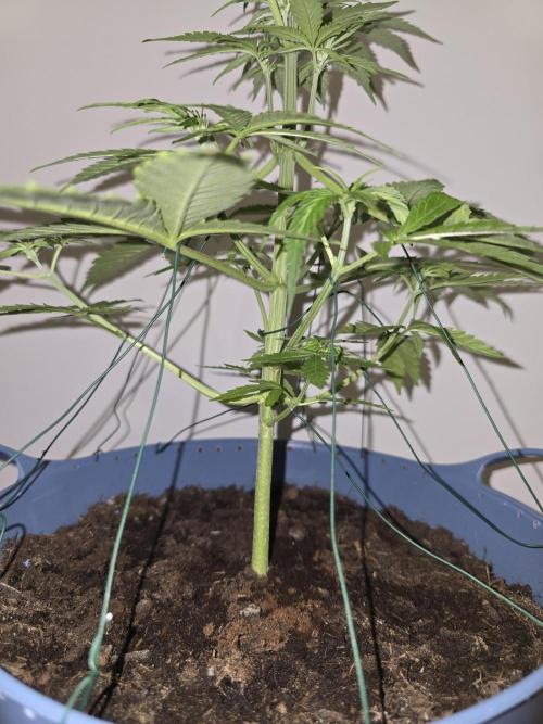 Titan F1 RQS- AliExpress-TEMU Growing. Week 5