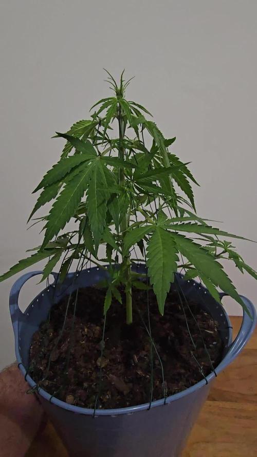 Titan F1 RQS- AliExpress-TEMU Growing