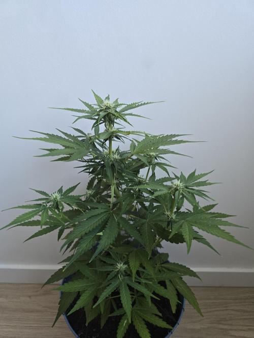 Titan F1 RQS- AliExpress-TEMU Growing. Week 6