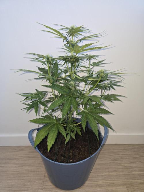 Titan F1 RQS- AliExpress-TEMU Growing. Week 6