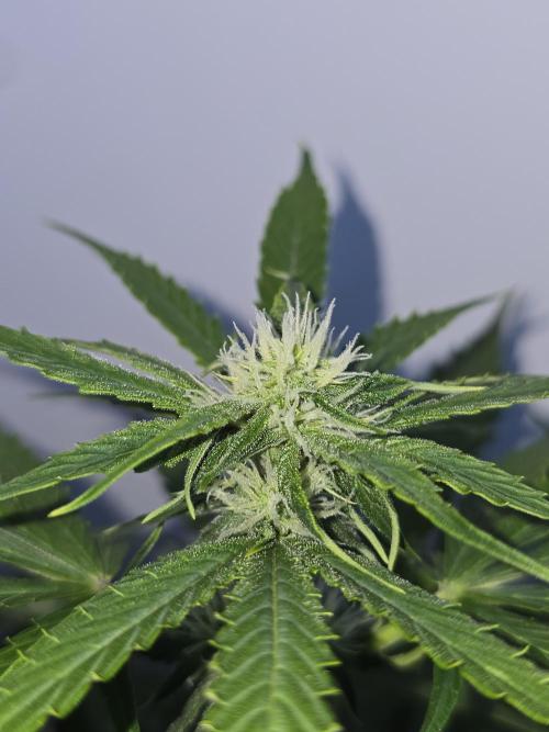 Titan F1 RQS- AliExpress-TEMU Growing. Week 6