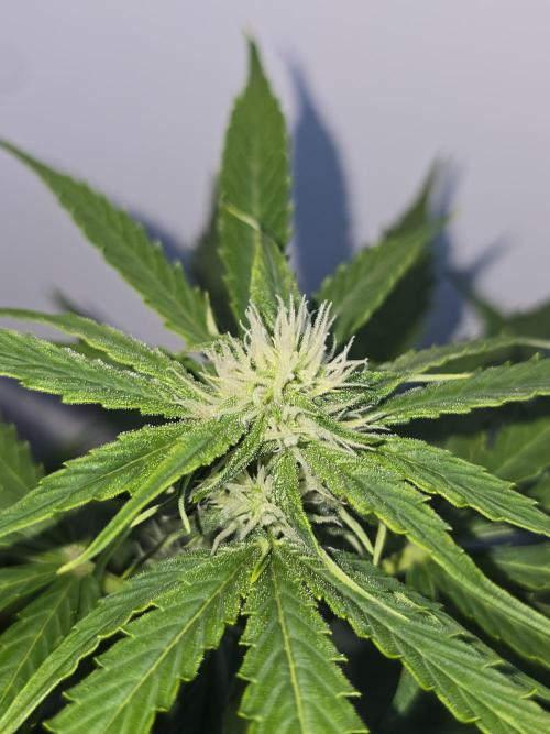 Titan F1 RQS- AliExpress-TEMU Growing. Week 6