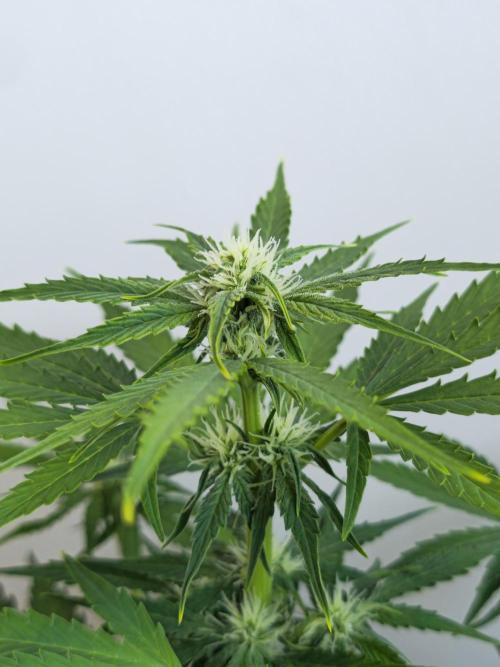 Titan F1 RQS- AliExpress-TEMU Growing. Week 6