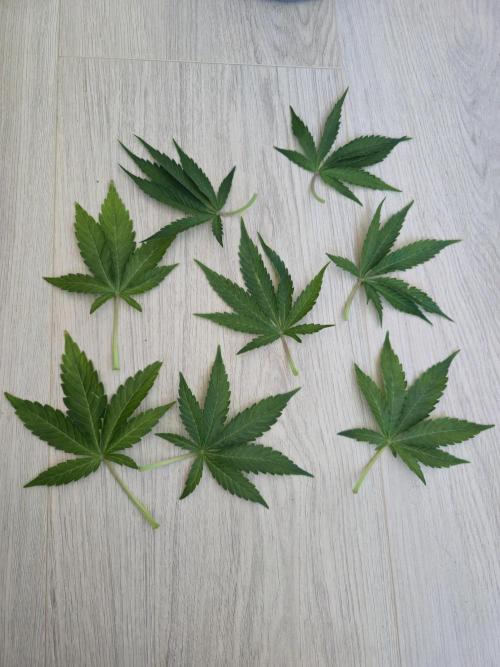 Titan F1 RQS- AliExpress-TEMU Growing. Week 6