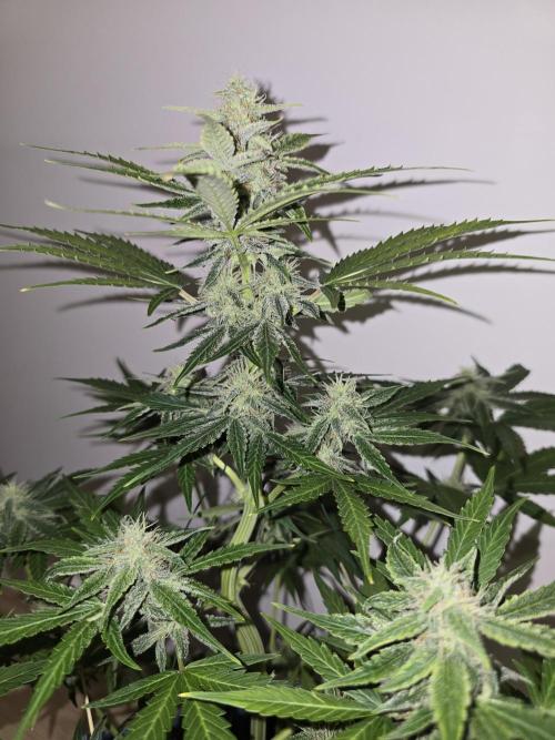 Titan F1 RQS- AliExpress-TEMU Growing. Week 7