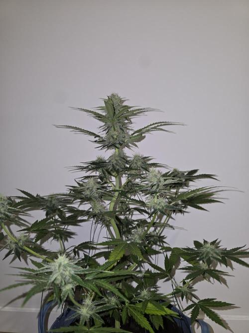 Titan F1 RQS- AliExpress-TEMU Growing. Week 7