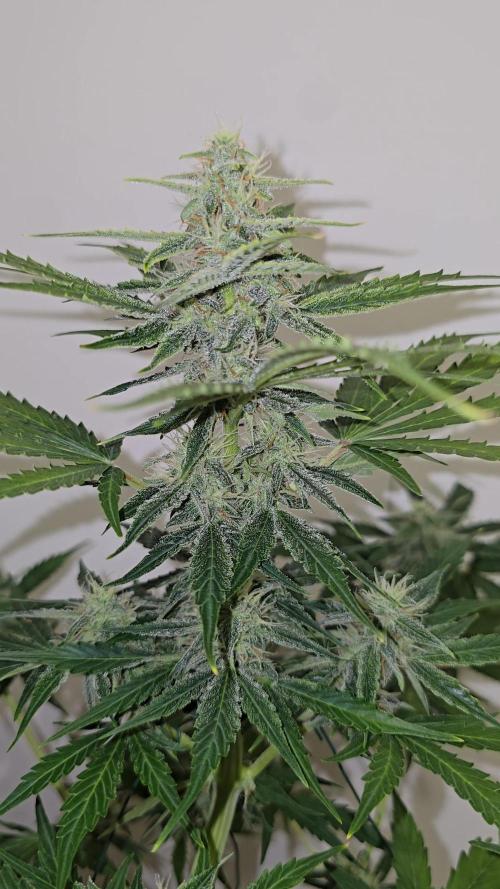 Titan F1 RQS- AliExpress-TEMU Growing. Week 7