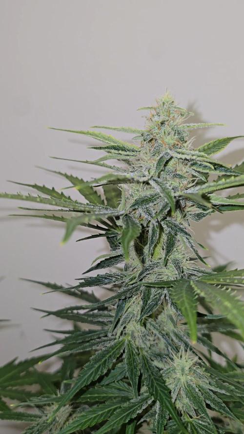 Titan F1 RQS- AliExpress-TEMU Growing. Week 7