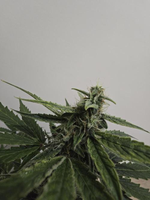 Titan F1 RQS- AliExpress-TEMU Growing. Week 7