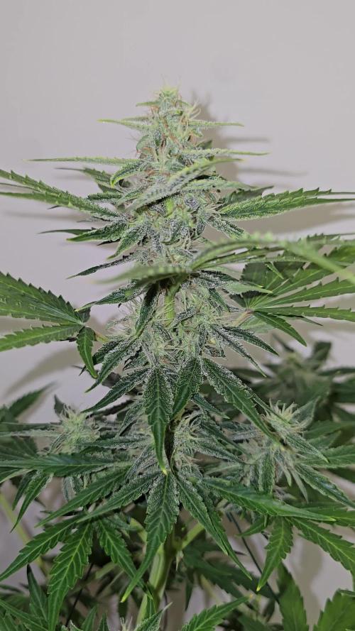 Titan F1 RQS- AliExpress-TEMU Growing