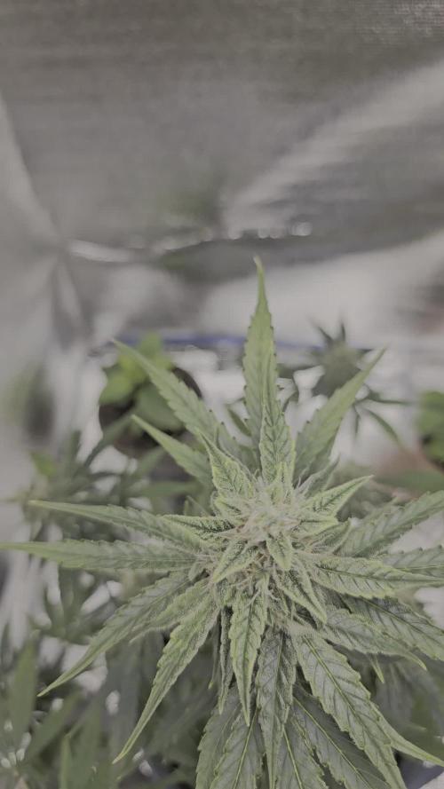 Titan F1 RQS- AliExpress-TEMU Growing