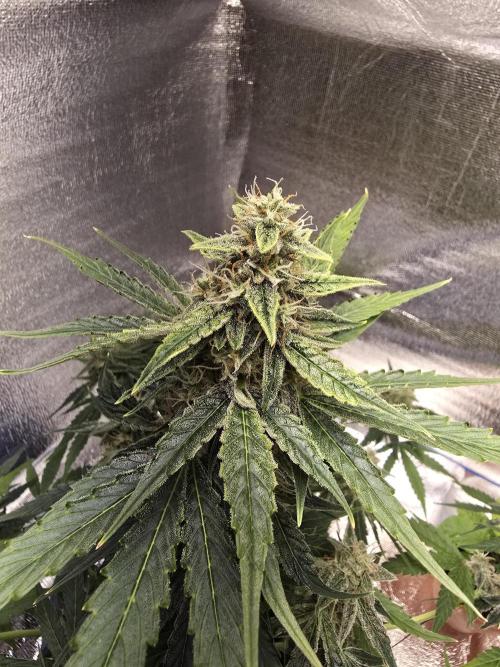 Titan F1 RQS- AliExpress-TEMU Growing. Week 8