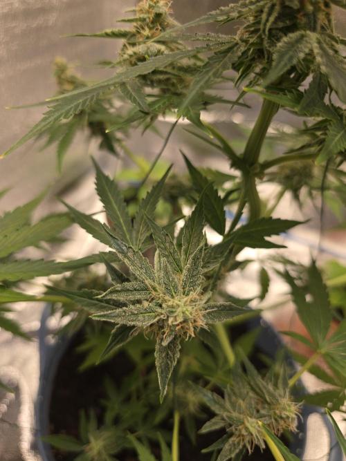 Titan F1 RQS- AliExpress-TEMU Growing. Week 8