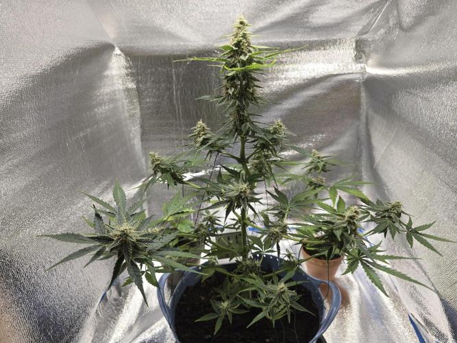 Titan F1 RQS- AliExpress-TEMU Growing. Week 8