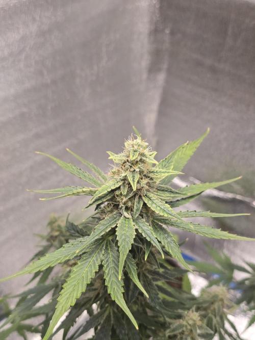 Titan F1 RQS- AliExpress-TEMU Growing. Week 8