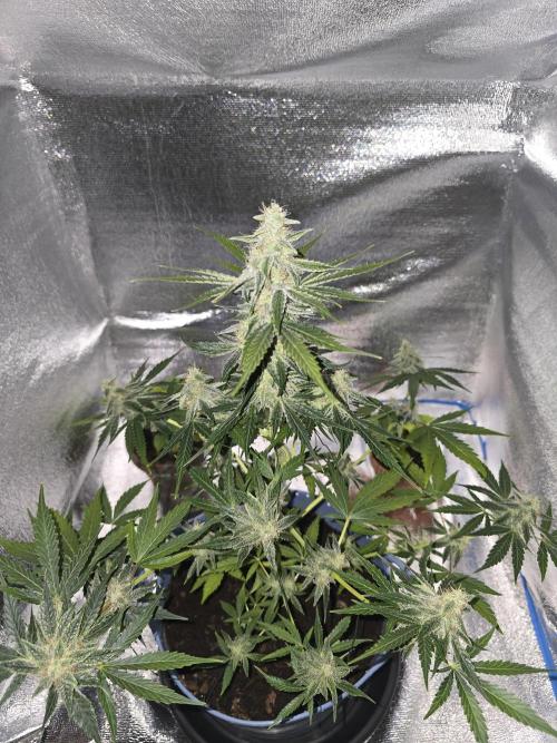 Titan F1 RQS- AliExpress-TEMU Growing. Week 8