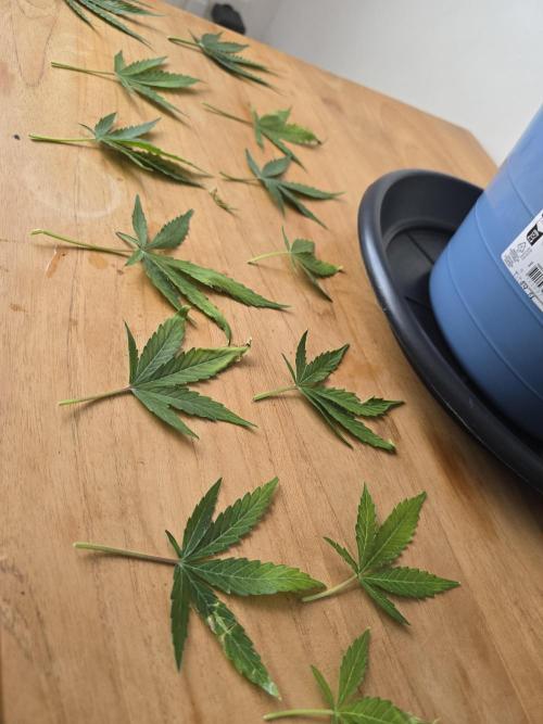 Titan F1 RQS- AliExpress-TEMU Growing. Week 8