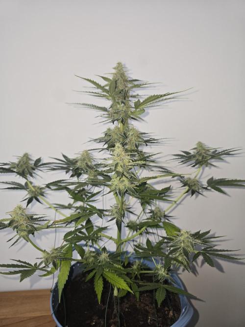 Titan F1 RQS- AliExpress-TEMU Growing. Week 8