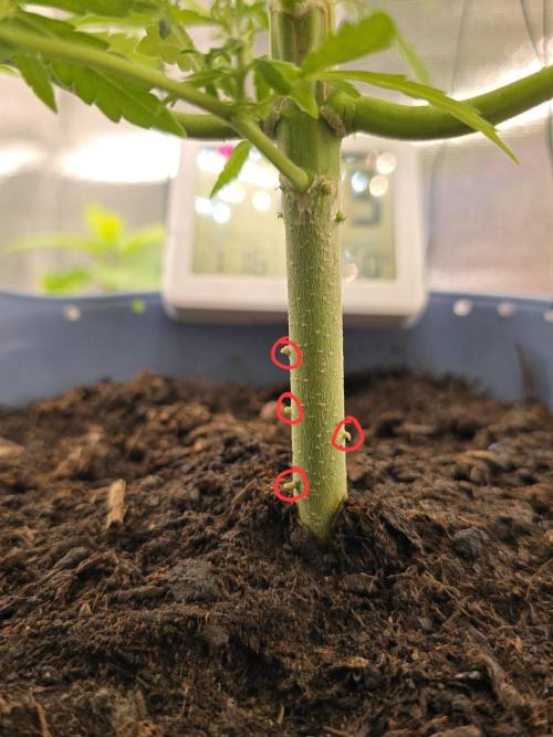 Titan F1 RQS- AliExpress-TEMU Growing. Week 8 - Look at the red circles. 