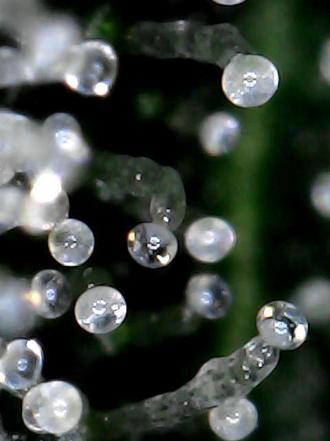 Titan F1 RQS- AliExpress-TEMU Growing. Week 8