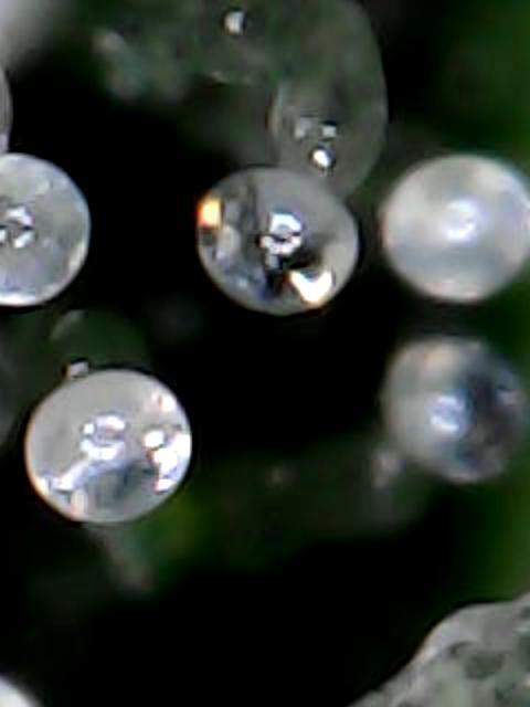 Titan F1 RQS- AliExpress-TEMU Growing. Week 8