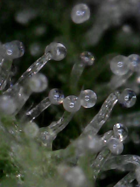 Titan F1 RQS- AliExpress-TEMU Growing. Week 8