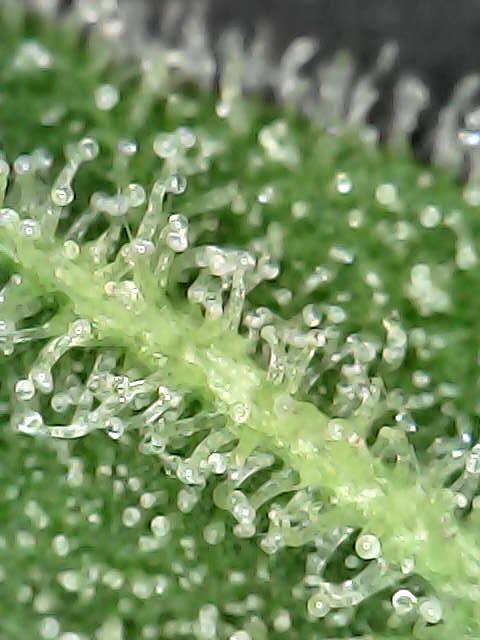 Titan F1 RQS- AliExpress-TEMU Growing. Week 8