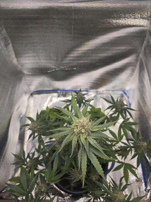 Titan F1 RQS- AliExpress-TEMU Growing. Week 9