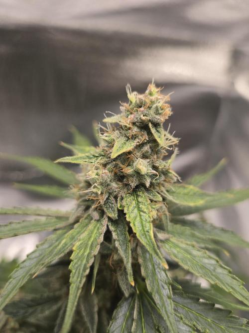 Titan F1 RQS- AliExpress-TEMU Growing. Week 9