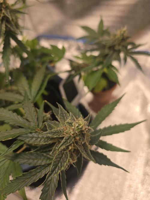 Titan F1 RQS- AliExpress-TEMU Growing. Week 9