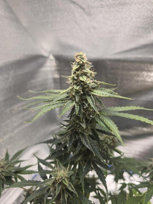 Titan F1 RQS- AliExpress-TEMU Growing. Week 9