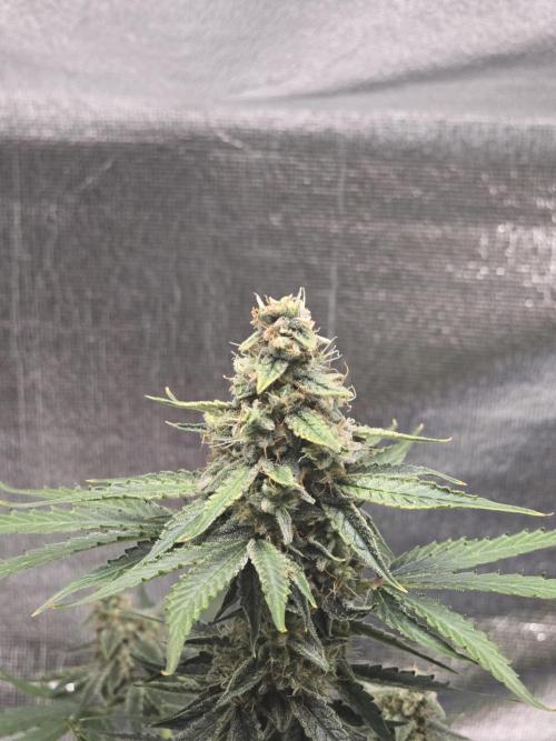 Titan F1 RQS- AliExpress-TEMU Growing. Week 9