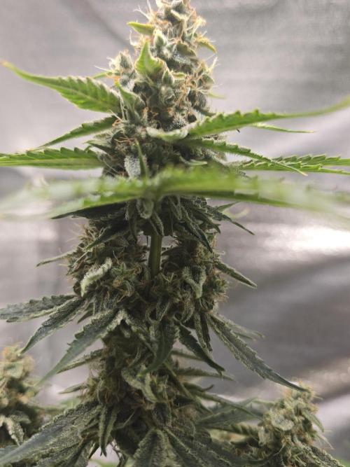 Titan F1 RQS- AliExpress-TEMU Growing. Week 9