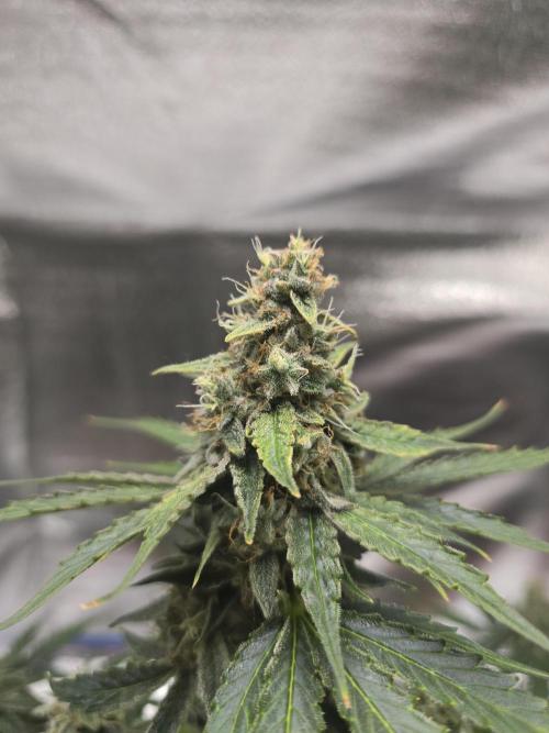 Titan F1 RQS- AliExpress-TEMU Growing. Week 9