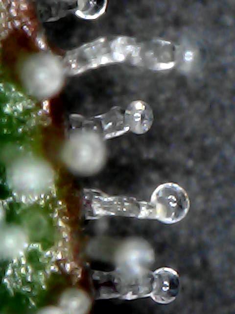 Titan F1 RQS- AliExpress-TEMU Growing. Week 9