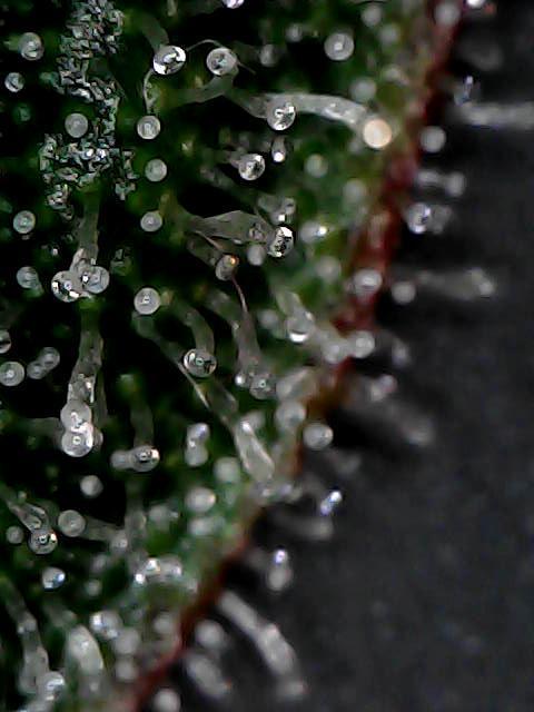 Titan F1 RQS- AliExpress-TEMU Growing. Week 9