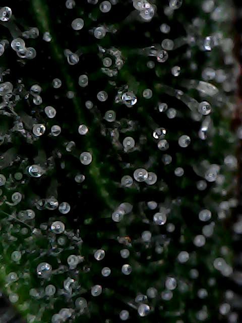 Titan F1 RQS- AliExpress-TEMU Growing. Week 9