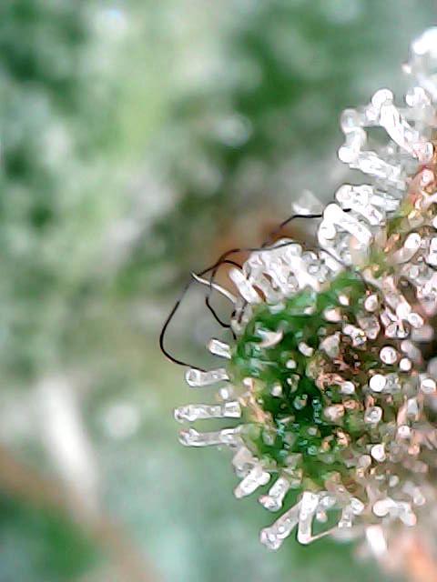 Titan F1 RQS- AliExpress-TEMU Growing. Week 9