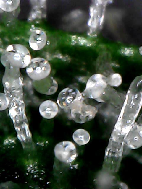 Titan F1 RQS- AliExpress-TEMU Growing. Week 9