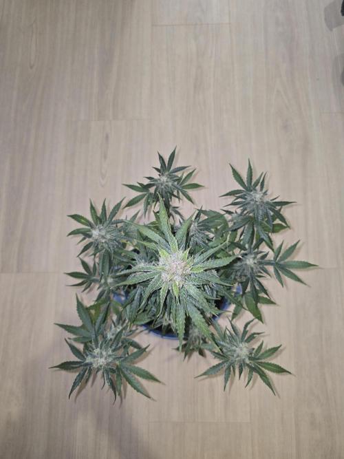 Titan F1 RQS- AliExpress-TEMU Growing. Week 10